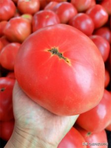 ​放一年都不会坏的番茄酱做法，干净卫生，听劝多做点，味太正了