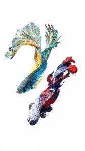 ​动物篇 令人惊艳的泰国观赏性鱼种 斗鱼 锁屏壁纸