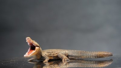 ​恐鳄 （巨鳄，学名：Deinosuchus）