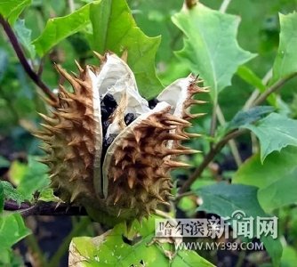 ​【古馔拾零·恶行系列】含有麻醉成分的曼陀罗酒