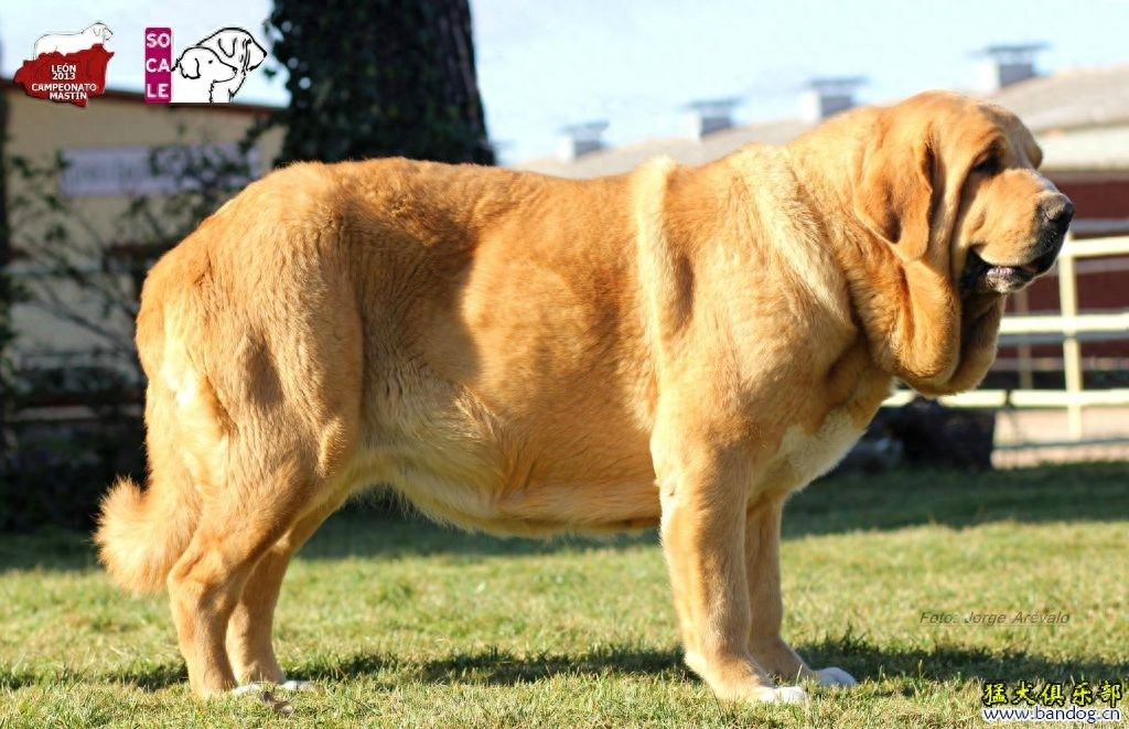 世界第一巨犬，獒中霸主：西班牙獒犬