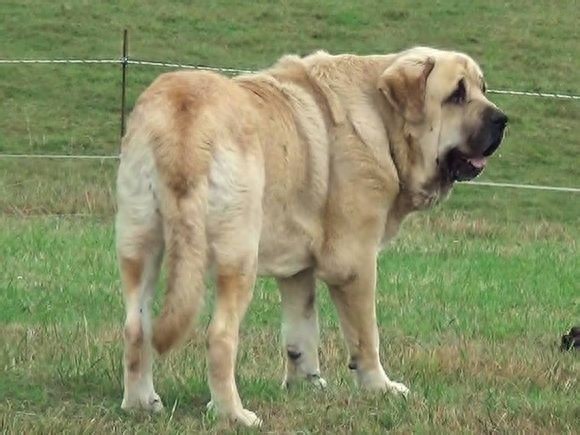 世界第一巨犬，獒中霸主：西班牙獒犬