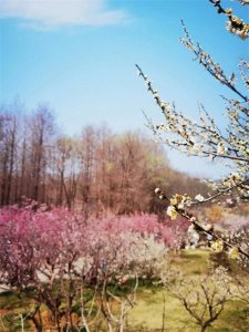 ​震撼、壮观的南京梅花山，让人留恋忘返的两个绝佳赏梅处