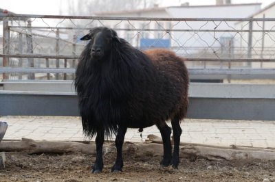 ​内蒙古一公司乌骨羊丢失，乌骨羊是什么羊？有什么好？珍贵吗？