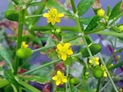 ​这种农村常见的野草石龙芮，你认识吗？