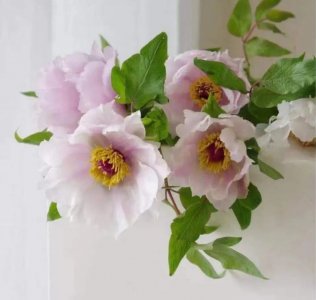 ​油用牡丹变‘油画牡丹’，从“神坛油”到“网红花”