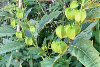 ​这就是冰粉树，籽是西南特色美食凉粉的原料，还有这种用途知道吗