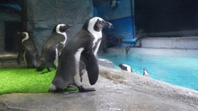 ​长风海洋世界企鹅宝宝“回迁”新居，新设施新场景丰富游园体验