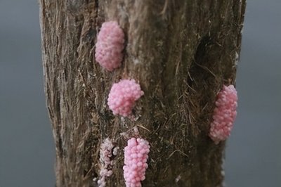 ​为什么福寿螺卵不能碰？福寿螺卵不能碰的原因有哪些？