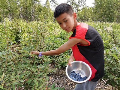 ​有钱也难吃到的“山茄子”