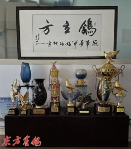 ​小鸽舍唱大戏  三年大步创佳绩——上海鸽立方—杨磊精益求精选种育鸽送公棚