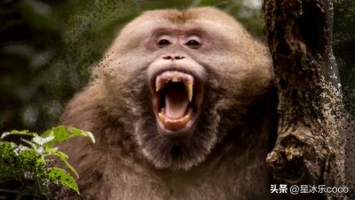 ​十一部【BBC神级纪录片】，都整理好了，不收藏就找不到了