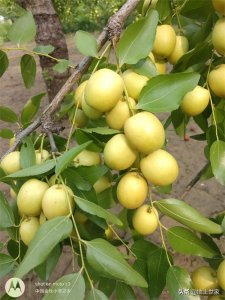 ​中国金丝小枣之乡——沧州