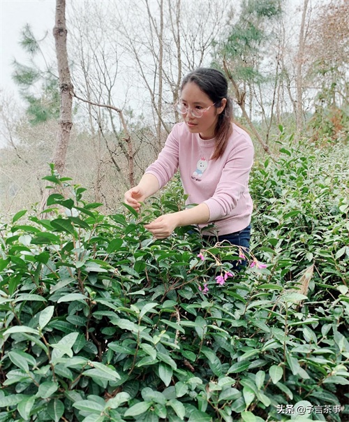 岳西翠兰怎么样？你喝过吗？本地老茶农：别喝，喝了就是一辈子！