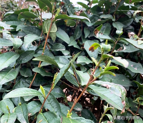 岳西翠兰怎么样？你喝过吗？本地老茶农：别喝，喝了就是一辈子！