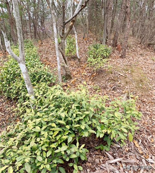 岳西翠兰怎么样？你喝过吗？本地老茶农：别喝，喝了就是一辈子！