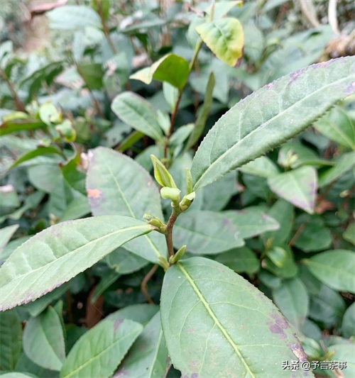 岳西翠兰怎么样？你喝过吗？本地老茶农：别喝，喝了就是一辈子！