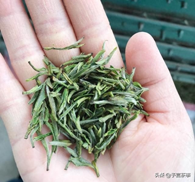 岳西翠兰怎么样？你喝过吗？本地老茶农：别喝，喝了就是一辈子！