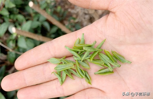 岳西翠兰怎么样？你喝过吗？本地老茶农：别喝，喝了就是一辈子！