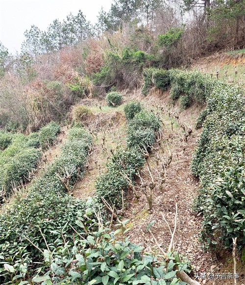 岳西翠兰怎么样？你喝过吗？本地老茶农：别喝，喝了就是一辈子！