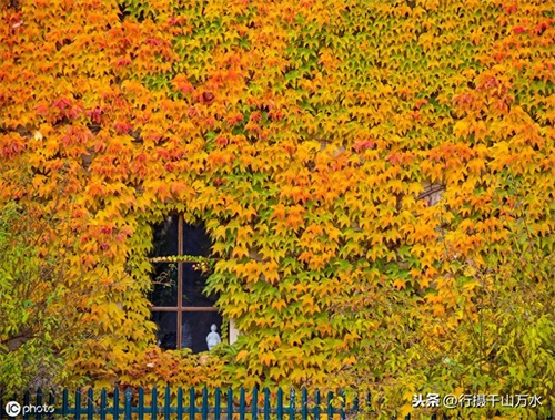 秋日落叶美图欣赏