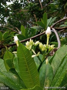 ​你知道来自广东海南的海杧果吗？外形像芒果，内在竟藏有剧毒