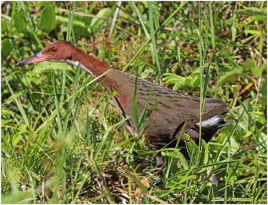 ​地球奇事，这个生物进化成一种没有翅膀的鸟类