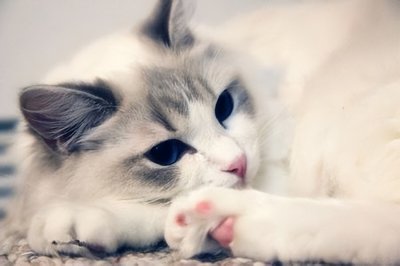 ​想要线上买猫，有哪些正规途径推荐？