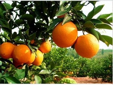 ​满眼秋色中国脐橙之乡