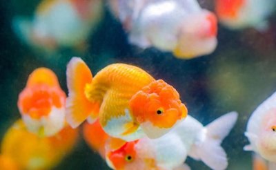 ​养金鱼不死的小窍门：做好这七件事