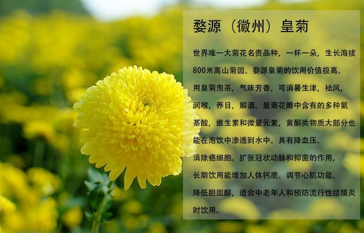 黄菊花茶的功效与作用（吃了有什么好处）