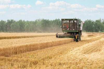 ​小麦：凶猛！1月19日最新行情！