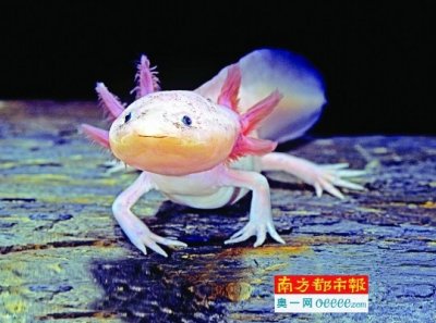 ​拯救墨西哥蝾螈