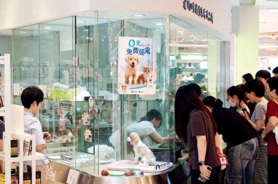 ​免费领养宠物，背后却是套路贷？