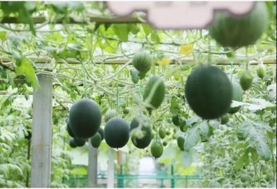 ​菜博会开幕！寿光进入旅游季，欢迎全国朋友来做客