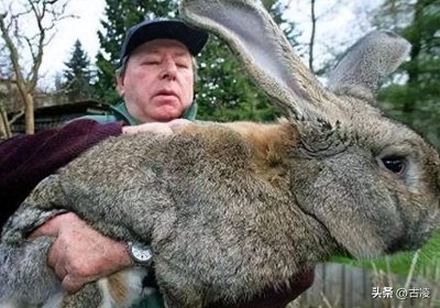 ​澳大利亚野兔成灾，体重达百斤，为何没人吃？本地人：吃不过