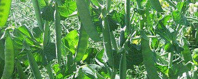 ​豌豆用焯水么 豌豆需要焯水吗?