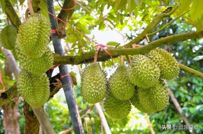 ​榴莲长在树上还是地上（长在树上的榴莲为什么卖那么贵）