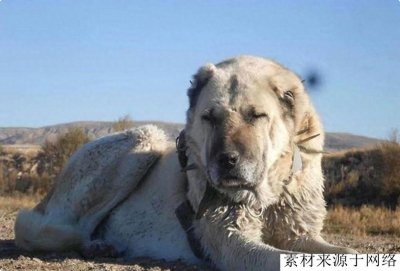 ​凶猛如同雄狮的猛犬，只有它才配以野兽自居，欧美国家已将其封杀