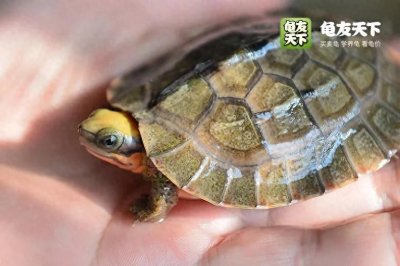 ​金钱龟大逆袭：曾跌至谷底，如今广东土炮一龟难求！