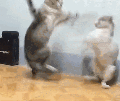 日本ins超人气猫咪（网红沙雕猫成表情包新宠）(27)