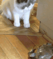 日本ins超人气猫咪（网红沙雕猫成表情包新宠）(31)