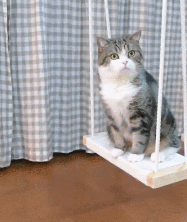 日本ins超人气猫咪（网红沙雕猫成表情包新宠）(29)