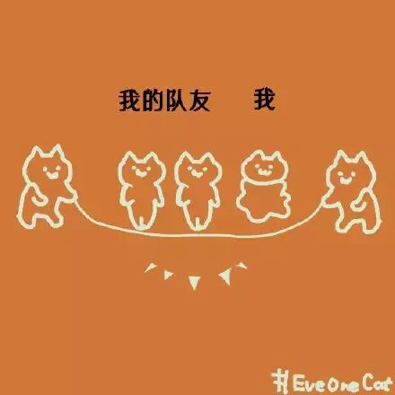 日本ins超人气猫咪（网红沙雕猫成表情包新宠）(48)