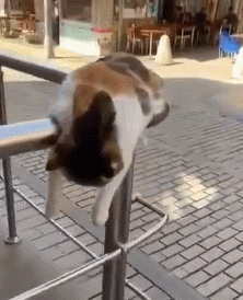 日本ins超人气猫咪（网红沙雕猫成表情包新宠）(25)