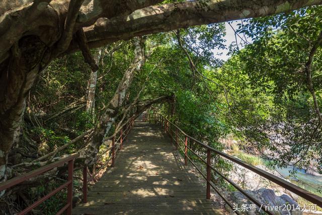 呀诺达雨林文化旅游区官网（海南呀诺达这片未开发的热带雨林）(7)