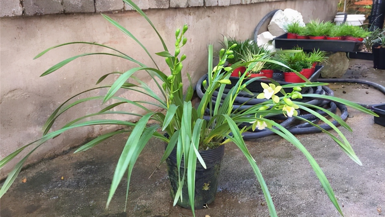 最香的兰花品种排名（香味浓郁的兰花前6名）