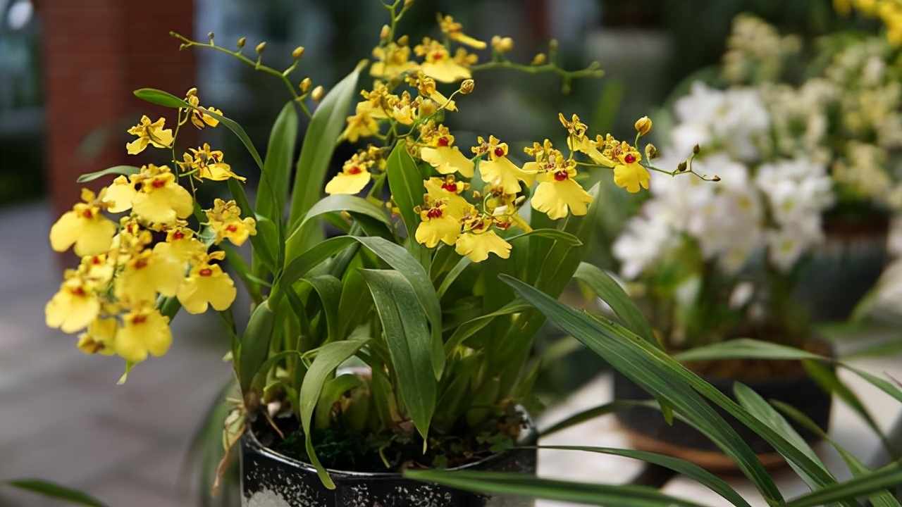 最香的兰花品种排名（香味浓郁的兰花前6名）