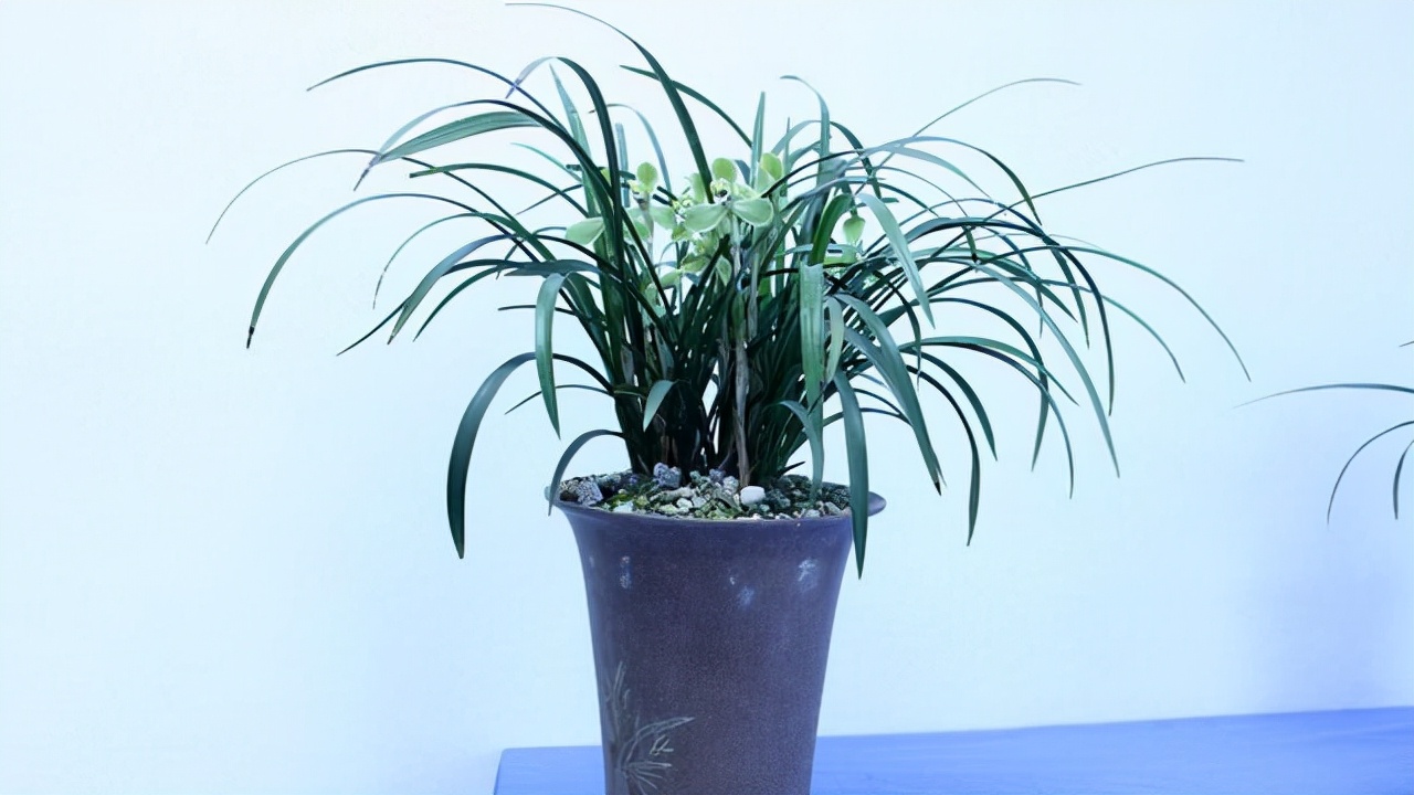 最香的兰花品种排名（香味浓郁的兰花前6名）