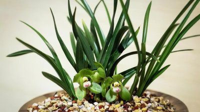 ​最香的兰花品种排名（香味浓郁的兰花前6名）